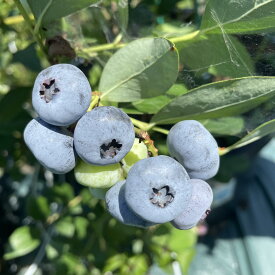 【ふるさと納税】【数量限定】【2026年4月末より順次発送】お驚きの大きさ！大粒ブルーベリー(1kg) 農薬不使用 有機栽培【えのさんのブルーベリー園】_HA1355送料無料 フルーツ ジャム　スムージー 目の疲れを緩和 ポリフェノール