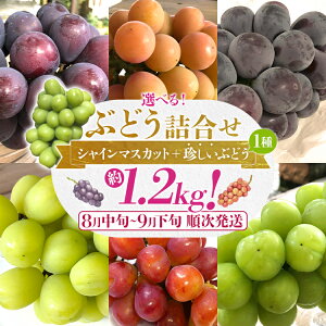 �y�ӂ邳�Ɣ[�Łz�I�ׂ� �Ԃǂ��l�����i�V���C���}�X�J�b�g�{�������Ԃǂ��j �V���C���}�X�J�b�g �i�K�m�p�[�v�� �N�C�[���j�[�i �O���[�X�N���[�l ���˃W���C�A���c �Y�� �}�C�n�[�g ��