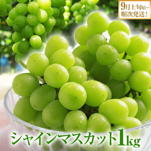 yӂ邳Ɣ[ŁzԌ VC}XJbg }XJbg t[c Ԃǂ  uhE ʕ  Â Z W[V[ Yn fU[g    B O 