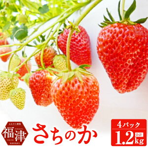 yӂ邳Ɣ[Łẑ  300g×4pbN v1.2kg 񂸂̗ ʕ t[c C`S  BY Y Y  y2026N1菇z[G4127]