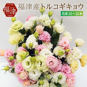 yӂ邳Ɣ[ŁzVN  ÎY gRMLE ʔN 񂸂̗ 10`12{  ԑ BY Y {   v[g bsO j t[Mtg LO Mtg [X