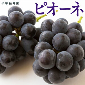 yӂ邳Ɣ[ŁzIׂeʁys\zˋ sI[l i3[4[ i1.2kgj ^ 4[5[ i2kgj j y2026N7{`7{菇\z ^ Ԃǂ uhE  t