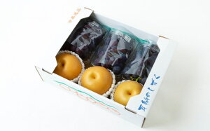 yӂ邳Ɣ[Łzؔ_ Éʈi EZbg i3ʁE3[j y2026N8{`9{菇\z uhE Ԃǂ  t[c ʎ ʕ ①   ͎s