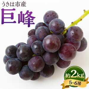 �y�ӂ邳�Ɣ[�Łz�y��s�\��z�R���_�� ���� 5�`6�[�i��2kg�j �Ԃǂ� �u�h�E ���� �t���[�c �������� �ʕ� �ʎ� �① �������Y ���Y ��B ������ �����͎s �������� �y2026�N8�����{����9�����{