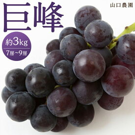 【ふるさと納税】【先行予約】山口農園 巨峰 7房 から 9房 （ 約3kg ） 【2026年8月下旬から9月下旬】 出荷予定 葡萄 ぶどう ブドウ 種無し 果物 くだもの フルーツ 果実 新鮮 フレッシュ お取り寄せ 福岡県 うきは市 冷蔵