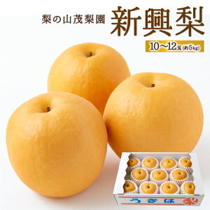yӂ邳Ɣ[Łz ys\z̎RΗ V 10ʂ12 (5kg) 2025N10{10{ oח\  Ȃ iV t[c ʎ ʕ 퉷   ͎s