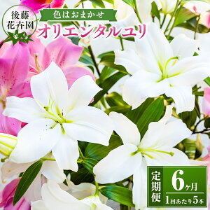 yӂ邳Ɣ[ŁzqIׂzr㓡ԙ IG^ 5{ y2025N122026N5͂z   S   Mtg 蕨 v[g ӏܗp LO ①  