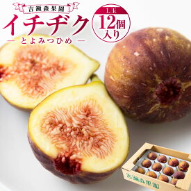【ふるさと納税】【先行予約】吉瀬森果園 イチジク (とよみつひめ) L玉 12個入り 2025年8月中旬から9月下旬 出荷予定 果物 フルーツ 果実 冷蔵 送料無料 福岡県 うきは市