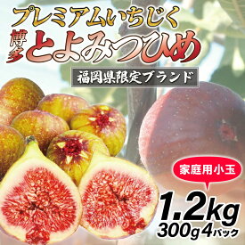【ふるさと納税】【令和8年度産】【先行予約】福岡県産 とよみつひめ(家庭用小玉) 1.2kg(300g×4パック) [M1016-1] 福岡県ブランドいちじく福岡県限定 果肉 上品 甘い なめらか食感 糖度17度 フルーツ 果物