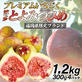 【ふるさと納税】【令和8年度産】【先行予約】福岡県ブランドいちじく「博多とよみつひめ」300g×4パック [M775-2] 福岡県限定 果肉 上品 甘い なめらか食感 糖度17度 フルーツ 果物