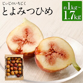 【ふるさと納税】じいじのいちじく とよみつひめ 約1kg/約1.5kg/約1.7kg 選べる内容量 糖度平均17度 いちじく イチジク 無花果 フルーツ 果物 栽培期間中農薬不使用 福岡県産 九州産 国産 冷蔵 送料無料【2025年8月上旬～10月下旬に順次発送予定】