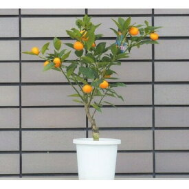 楽天市場 キンカン 苗の通販