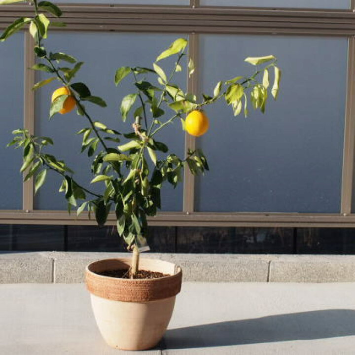楽天市場 ふるさと納税 レモンの木鉢植え 大きめサイズ テラコッタ鉢 苗木 果物類 柑橘類 レモン 檸檬 福岡県朝倉市