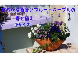 楽天市場 花 ネモフィラの通販