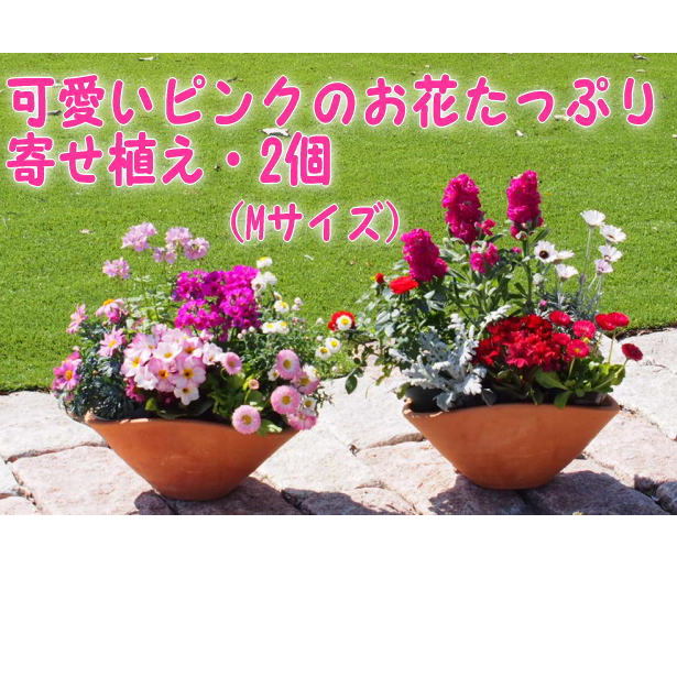 福岡県朝倉市 ふるさと納税 可愛いピンクのお花たっぷりの寄せ植え 舟形Mサイズ 数量は多 激安通販専門店 花 植物 2個