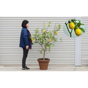 レモン 鉢植えの人気商品 通販 価格比較 価格 Com