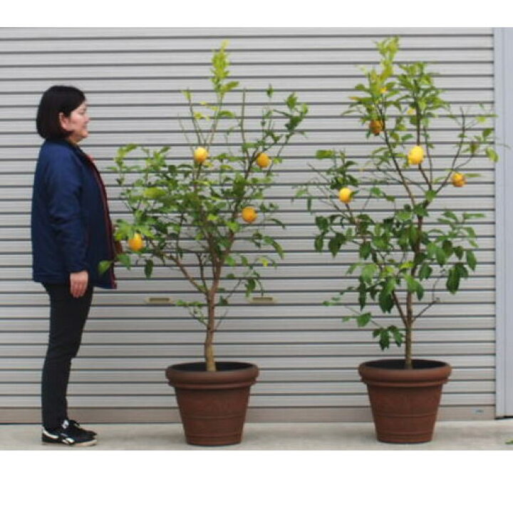 楽天市場 ふるさと納税 特大サイズ レモンの木鉢植え ブラウン鉢 2個 苗木 果物類 柑橘類 レモン 檸檬 福岡県朝倉市