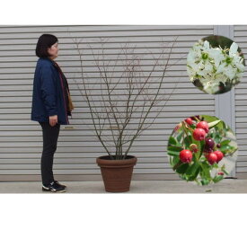 楽天市場 ジューンベリー 花 観葉植物 花 ガーデン Diy の通販