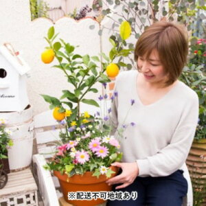 レモン ガーデニング 生花の人気商品 通販 価格比較 価格 Com レモン ガーデニング 生花の人気商品 通販 価格比較 価格 Com