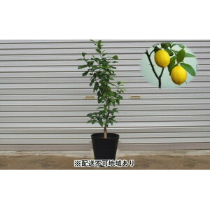 レモン 鉢植え 観葉植物の人気商品 通販 価格比較 価格 Com