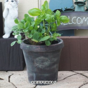 ハーブ 寄せ植え 鉢 生花の人気商品 通販 価格比較 価格 Com