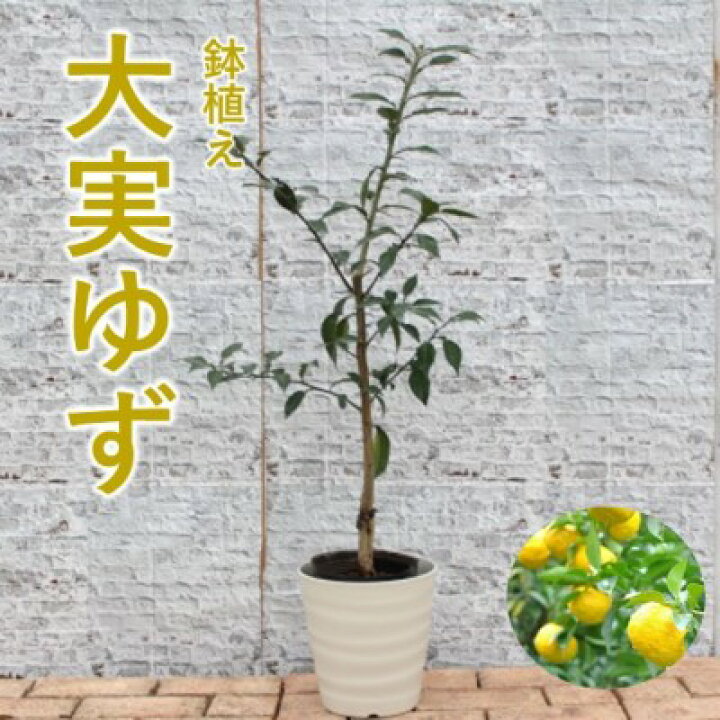 楽天市場 ふるさと納税 大実 ゆず 鉢植え 苗木 柚子 福岡県朝倉市