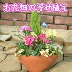 【ふるさと納税】可愛いお花畑の寄せ植え（Mサイズ）　【花】