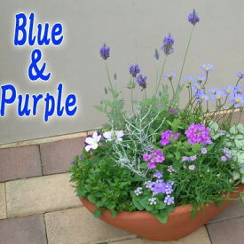 【ふるさと納税】爽やかな色合いブルー・パープルの寄せ植え　【植物】