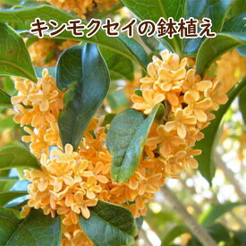 【ふるさと納税】苗木 キンモクセイ 鉢植え 白プラ鉢 植物 ガーデン インテリア ※配送不可:北海道、沖縄、離島
