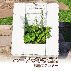 【ふるさと納税】植物 ハーブ 寄せ植え 額縁プランター ガーデン インテリア　【朝倉市】