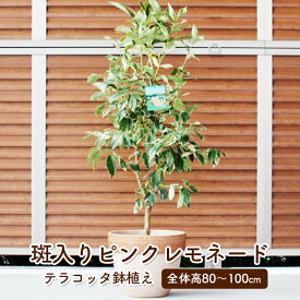 【ふるさと納税】苗木 レモン 斑入り レモンの木 ピンクレモネード テラコッタ鉢 植物 ガーデン インテリア ※配送不可:北海道、沖縄、離島