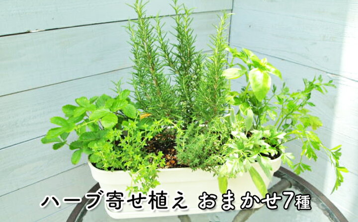楽天市場】【ふるさと納税】ハーブ7種寄せ植え(白鉢・受皿付き) 【植物】 : 福岡県朝倉市 楽天市場】【ふるさと納税】ハーブ7種寄せ植え(白鉢・受皿付き) 【植物】 : 福岡県朝倉市