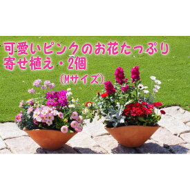 【ふるさと納税】可愛いピンクのお花たっぷりの寄せ植え（舟形Mサイズ）2個　【花・植物】