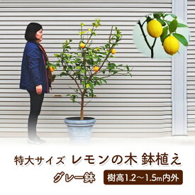 【ふるさと納税】苗木 レモン 特大サイズ レモンの木 鉢植え グレー鉢 1個 植物 ガーデン ※配送不可:北海道、沖縄、離島 果物類 柑橘類 檸檬