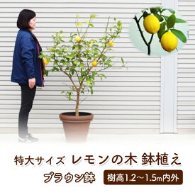【ふるさと納税】苗木 レモン 特大サイズ レモンの木 鉢植え ブラウン鉢 1個 植物 ガーデン ※配送不可:北海道、沖縄、離島