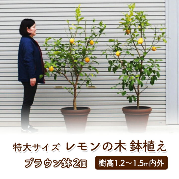 楽天市場】【ふるさと納税】苗木 レモン 特大サイズ レモンの木 鉢植え 