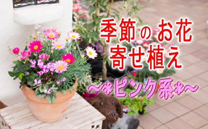 楽天市場 ふるさと納税 季節のお花寄せ植え 赤 ピンク系 植物 花 福岡県朝倉市