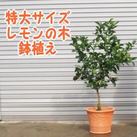 【ふるさと納税】苗木 特大サイズ レモンの木鉢植え テラコッタ鉢 40cm 配送不可 北海道 沖縄 離島 れもん 檸檬 Lemon 観葉植物 ガーデニング 花 実 香り