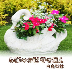 【ふるさと納税】花 寄せ植え 季節のお花 白鳥型鉢 植物 ガーデン インテリア　【朝倉市】