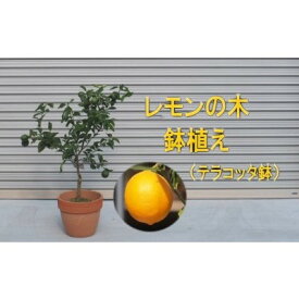 【ふるさと納税】苗木 レモンの木鉢植え テラコッタ鉢 30cm 配送不可 北海道 沖縄 離島 れもん 檸檬 Lemon 観葉植物 ガーデニング 花 実 香り 箱から出してそのまま設置するだけ