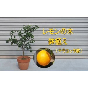 yӂ邳Ɣ[Łzc ̖ؔA eRb^ 30cm zs kC    EG Lemon ϗtA K[fjO    oĂ̂܂ܐݒu邾