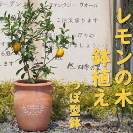 【ふるさと納税】苗木 レモン レモンの木 鉢植え つぼ型 テラコッタ鉢 植物 ガーデン インテリア ※配送不可:北海道、沖縄、離島