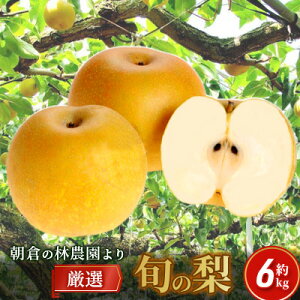 yӂ邳Ɣ[Łz qY {̗ 6kg є_ zs  iV ʕ t[c s\ @͂F2025N8{`2026N1{