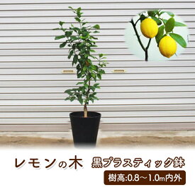 【ふるさと納税】苗木 鉢植え レモンの木 黒プラスティック鉢 直径27cm 植物 ガーデン インテリア ※配送不可:北海道、沖縄、離島