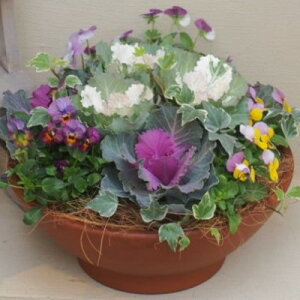 【ふるさと納税】まるでお花のケーキ!葉ボタンの寄せ植え 苗木  お届け:2025年11月15日〜12月15日