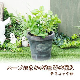 【ふるさと納税】ハーブ 寄せ植え 3種 テラコッタ鉢 20cm 植物 インテリア ガーデン　【朝倉市】