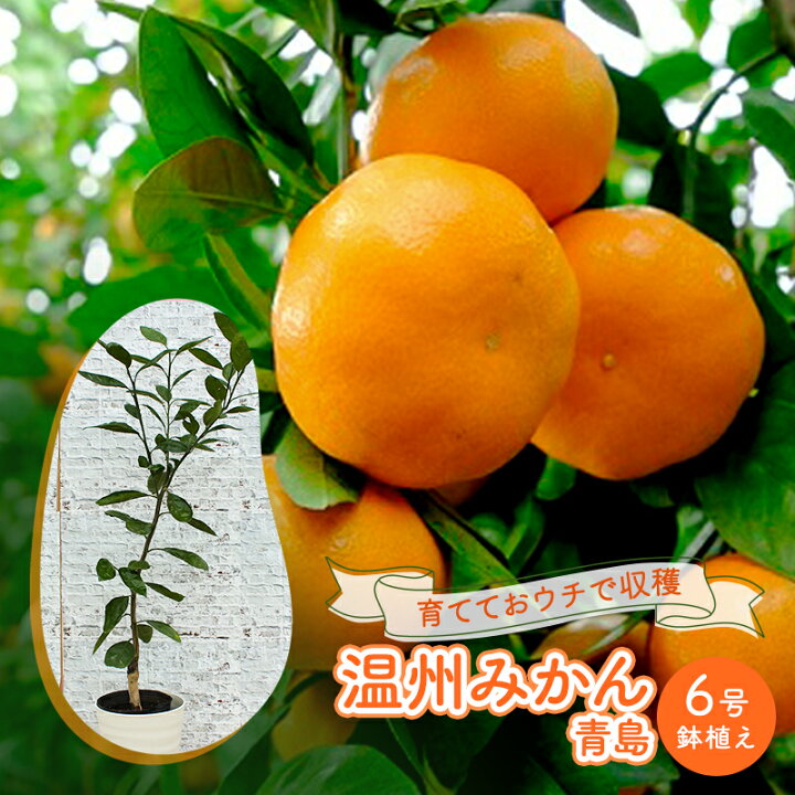 楽天市場】【ふるさと納税】鉢植え 苗木 温州みかん 6号 青島 高さ約70 