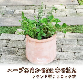 【ふるさと納税】ハーブ 寄せ植え 5種 ラウンド型 テラコッタ鉢 25cm 植物 インテリア ガーデン　【朝倉市】