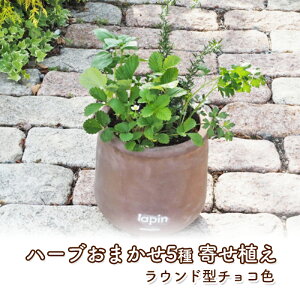 yӂ邳Ɣ[Łzn[u 񂹐A 5 Eh^ `RF 25cm A CeA K[f