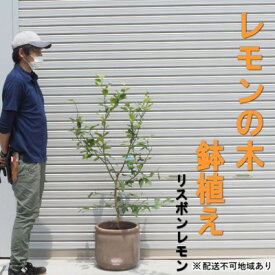 【ふるさと納税】鉢植え レモンの木 リスボンレモン 大きめサイズ 配送不可 北海道 沖縄 離島 苗木 れもん 檸檬 Lemon 大きいサイズ 観葉植物 ガーデニング 花 実 香り